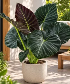Alocasia Regal Live Plant, 4 Inch Pot, Tropical Foliage Houseplant, Elegant Large Leaf Plant for Indoor Spaces and Containers - Image 1