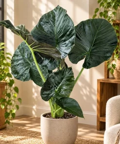 Alocasia Regal Live Plant, 4 Inch Pot, Tropical Foliage Houseplant, Elegant Large Leaf Plant for Indoor Spaces and Containers - Image 7