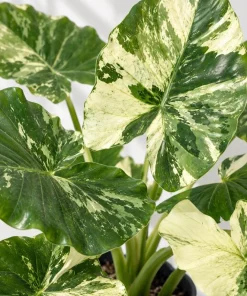 Alocasia Variegated Odora Live Plant, 4 Inch Pot, Tropical Large Leaf Houseplant, Decorative Foliage Plant for Indoor Spaces - Image 2