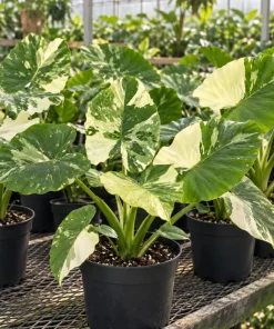 Alocasia Variegated Odora Live Plant, 4 Inch Pot, Tropical Large Leaf Houseplant, Decorative Foliage Plant for Indoor Spaces - Image 3