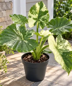 Alocasia Variegated Odora Live Plant, 4 Inch Pot, Tropical Large Leaf Houseplant, Decorative Foliage Plant for Indoor Spaces - Image 4