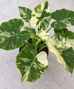 Alocasia Variegated Odora Live Plant, 4 Inch Pot, Tropical Large Leaf Houseplant, Decorative Foliage Plant for Indoor Spaces - Image 5