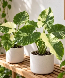 Alocasia Variegated Odora Live Plant, 4 Inch Pot, Tropical Large Leaf Houseplant, Decorative Foliage Plant for Indoor Spaces - Image 6