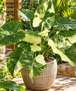 Alocasia Variegated Odora Live Plant, 4 Inch Pot, Tropical Large Leaf Houseplant, Decorative Foliage Plant for Indoor Spaces - Image 7