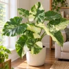 Alocasia Variegated Odora Live Plant, 4 Inch Pot, Tropical Large Leaf Houseplant, Decorative Foliage Plant for Indoor Spaces - Image 1