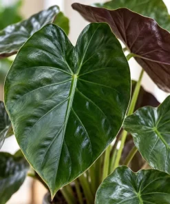 Alocasia Wentii Live Plant, 4 Inch Pot, Tropical Elephant Ear Houseplant, Large Leaf Foliage Plant for Indoor Spaces and Containers - Image 2