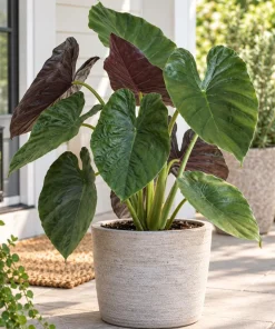 Alocasia Wentii Live Plant, 4 Inch Pot, Tropical Elephant Ear Houseplant, Large Leaf Foliage Plant for Indoor Spaces and Containers - Image 3