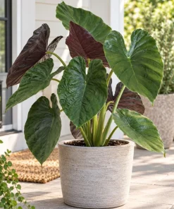 Alocasia Wentii Live Plant, 4 Inch Pot, Tropical Elephant Ear Houseplant, Large Leaf Foliage Plant for Indoor Spaces and Containers - Image 3