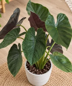 Alocasia Wentii Live Plant, 4 Inch Pot, Tropical Elephant Ear Houseplant, Large Leaf Foliage Plant for Indoor Spaces and Containers - Image 5