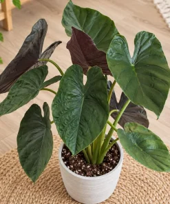Alocasia Wentii Live Plant, 4 Inch Pot, Tropical Elephant Ear Houseplant, Large Leaf Foliage Plant for Indoor Spaces and Containers - Image 5