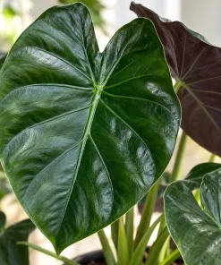 Alocasia Wentii Live Plant, 4 Inch Pot, Tropical Elephant Ear Houseplant, Large Leaf Foliage Plant for Indoor Spaces and Containers - Image 6