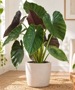 Alocasia Wentii Live Plant, 4 Inch Pot, Tropical Elephant Ear Houseplant, Large Leaf Foliage Plant for Indoor Spaces and Containers - Image 7