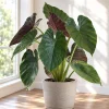 Alocasia Wentii Live Plant, 4 Inch Pot, Tropical Elephant Ear Houseplant, Large Leaf Foliage Plant for Indoor Spaces and Containers - Image 1