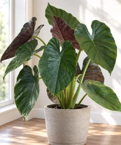 Alocasia Wentii Live Plant, 4 Inch Pot, Tropical Elephant Ear Houseplant, Large Leaf Foliage Plant for Indoor Spaces and Containers - Image 1