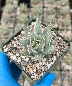 Aloe Erinacea Live Plant - Rare Hedgehog Aloe Succulent in 4 Inch Pot - Image 2