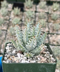 Aloe Erinacea Live Plant - Rare Hedgehog Aloe Succulent in 4 Inch Pot - Image 3