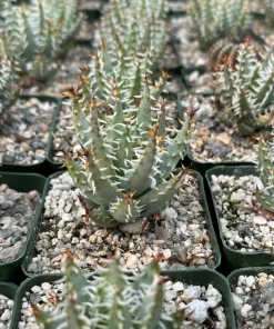 Aloe Erinacea Live Plant - Rare Hedgehog Aloe Succulent in 4 Inch Pot - Image 4