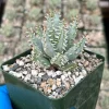 Aloe Erinacea Live Plant - Rare Hedgehog Aloe Succulent in 4 Inch Pot - Image 1