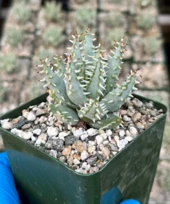 Aloe Erinacea Live Plant - Rare Hedgehog Aloe Succulent in 4 Inch Pot - Image 1