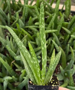 Aloe Vera Live Plant - Medicinal Houseplant - 2 Inch Pot - Indoor Succulent - Image 2