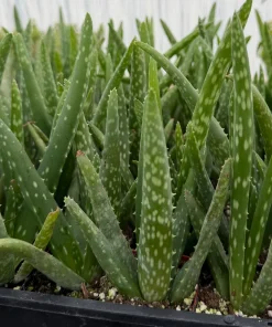 Aloe Vera Live Plant - Medicinal Houseplant - 2 Inch Pot - Indoor Succulent - Image 3