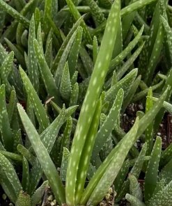 Aloe Vera Live Plant - Medicinal Houseplant - 2 Inch Pot - Indoor Succulent - Image 1