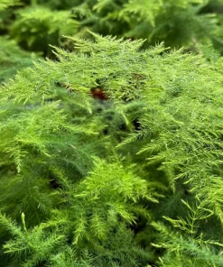 Asparagus Fern Live Plant – Delicate Foliage Houseplant for Indoors - Image 2