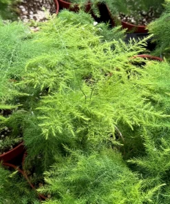 Asparagus Fern Live Plant – Delicate Foliage Houseplant for Indoors - Image 3
