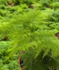 Asparagus Fern Live Plant – Delicate Foliage Houseplant for Indoors - Image 4