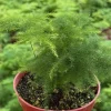 Asparagus Fern Live Plant – Delicate Foliage Houseplant for Indoors - Image 1