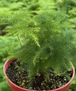 Asparagus Fern Live Plant – Delicate Foliage Houseplant for Indoors - Image 1