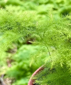 Asparagus Fern Live Plant – Delicate Foliage Houseplant for Indoors - Image 5