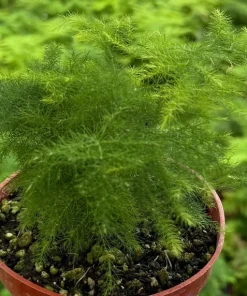 Asparagus Fern Live Plant – Delicate Foliage Houseplant for Indoors - Image 6