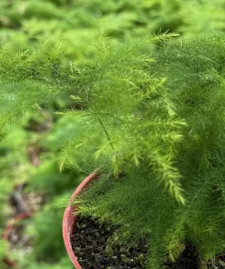 Asparagus Fern Live Plant – Delicate Foliage Houseplant for Indoors - Image 7