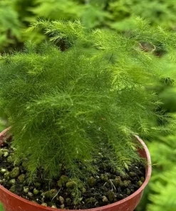 Asparagus Fern Live Plant – Delicate Foliage Houseplant for Indoors - Image 8