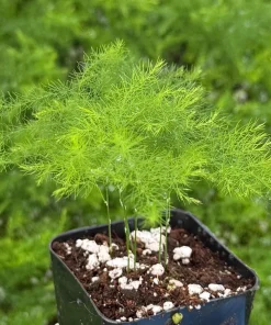 Asparagus Fern Live Plant – Delicate Foliage Houseplant for Indoors - Image 9