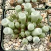 Baby Toe Succulent Live Plant - Fenestraria Rhopalophylla - 2 inch or 4 inch Pot - Indoor - Image 1
