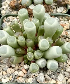 Baby Toe Succulent Live Plant - Fenestraria Rhopalophylla - 2 inch or 4 inch Pot - Indoor - Image 1