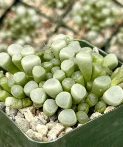 Baby Toe Succulent Live Plant - Fenestraria Rhopalophylla - 2 inch or 4 inch Pot - Indoor - Image 2