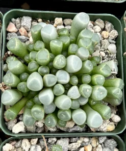 Baby Toe Succulent Live Plant - Fenestraria Rhopalophylla - 2 inch or 4 inch Pot - Indoor - Image 3