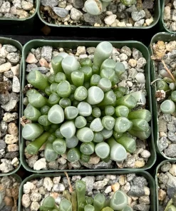 Baby Toe Succulent Live Plant - Fenestraria Rhopalophylla - 2 inch or 4 inch Pot - Indoor - Image 4