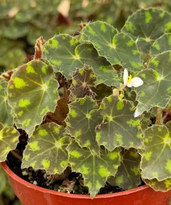 Begonia Tiger Paws Live Plant - Unique Foliage, 4 Inch Pot - Indoor Tropical - Image 2
