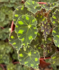 Begonia Tiger Paws Live Plant - Unique Foliage, 4 Inch Pot - Indoor Tropical - Image 3