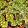 Begonia Tiger Paws Live Plant - Unique Foliage, 4 Inch Pot - Indoor Tropical - Image 1