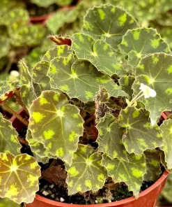 Begonia Tiger Paws Live Plant - Unique Foliage, 4 Inch Pot - Indoor Tropical - Image 1