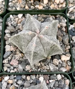 Bishop's Cap Cactus Live Plant – Astrophytum Myriostigma – 4 inch or 6 inch Pot – Indoor - Image 2