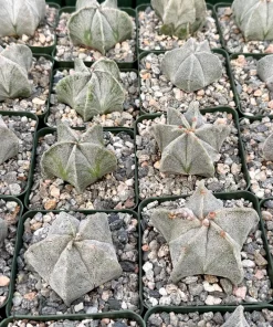 Bishop's Cap Cactus Live Plant – Astrophytum Myriostigma – 4 inch or 6 inch Pot – Indoor - Image 3