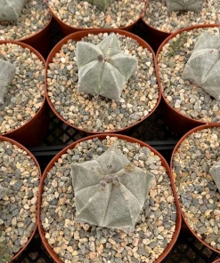 Bishop's Cap Cactus Live Plant – Astrophytum Myriostigma – 4 inch or 6 inch Pot – Indoor - Image 4