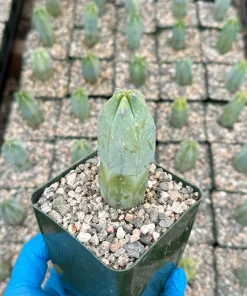 Blue Myrtle Cactus Live Plant – Myrtillocactus Geometrizans – 4 Inch Pot – Indoor/Outdoor - Image 2