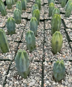 Blue Myrtle Cactus Live Plant – Myrtillocactus Geometrizans – 4 Inch Pot – Indoor/Outdoor - Image 3